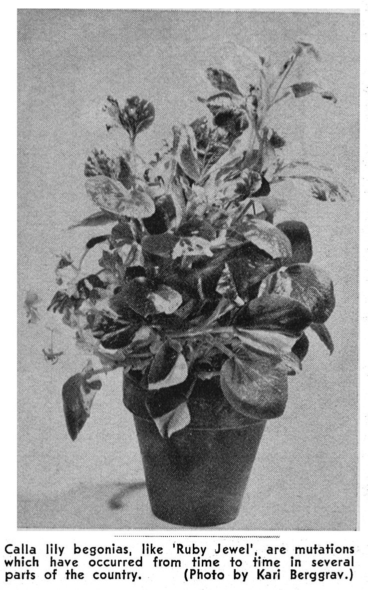 B. ‘Ruby Jewel’